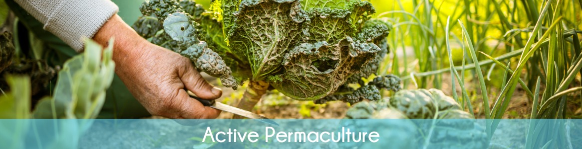 Active Permaculture